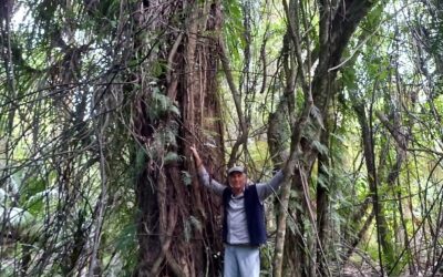 East Mohua Trapping Collective Newsletter Feb 2026