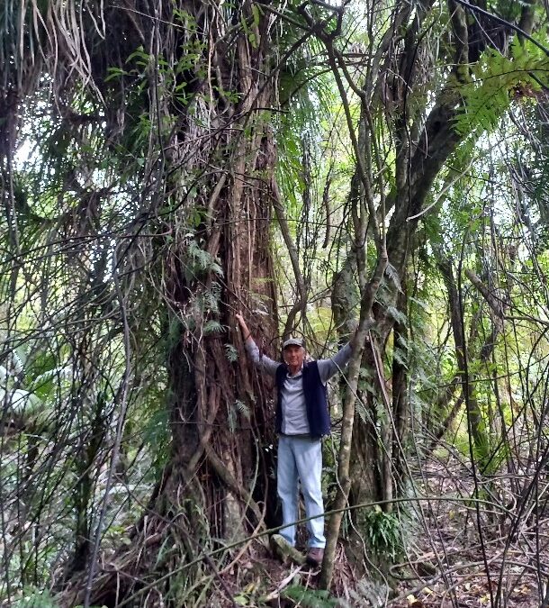 East Mohua Trapping Collective Newsletter Feb 2026